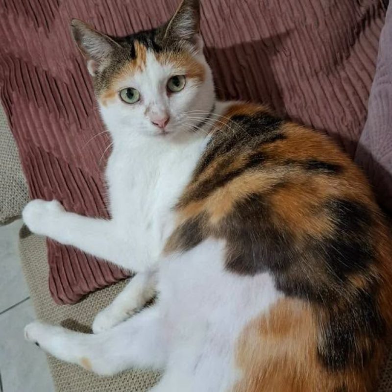 DIANE - Chat à adopter - photo 2