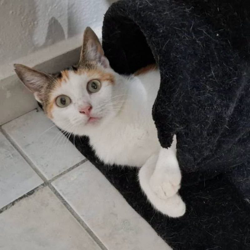 DIANE - Chat à adopter - photo 4