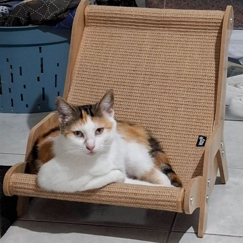 DIANE - Chat à adopter - photo 6