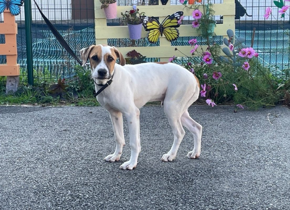 Buddy - Chien à adopter