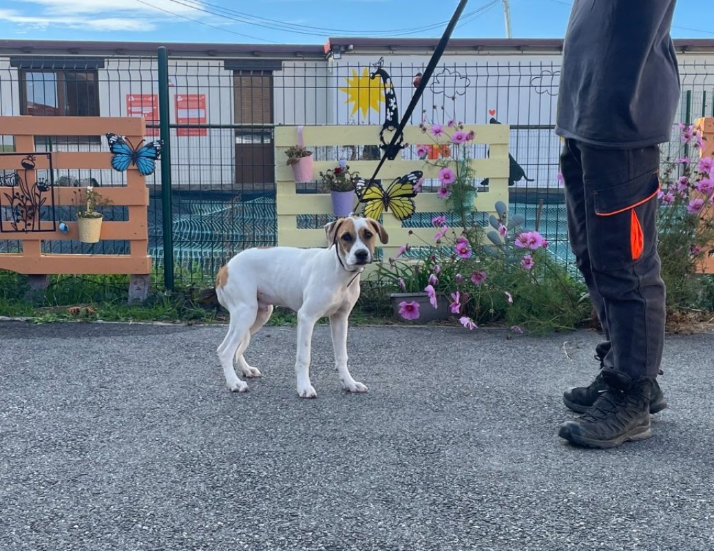 Buddy - Chien à adopter - photo 2
