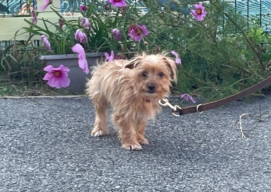 Del - Chien à adopter
