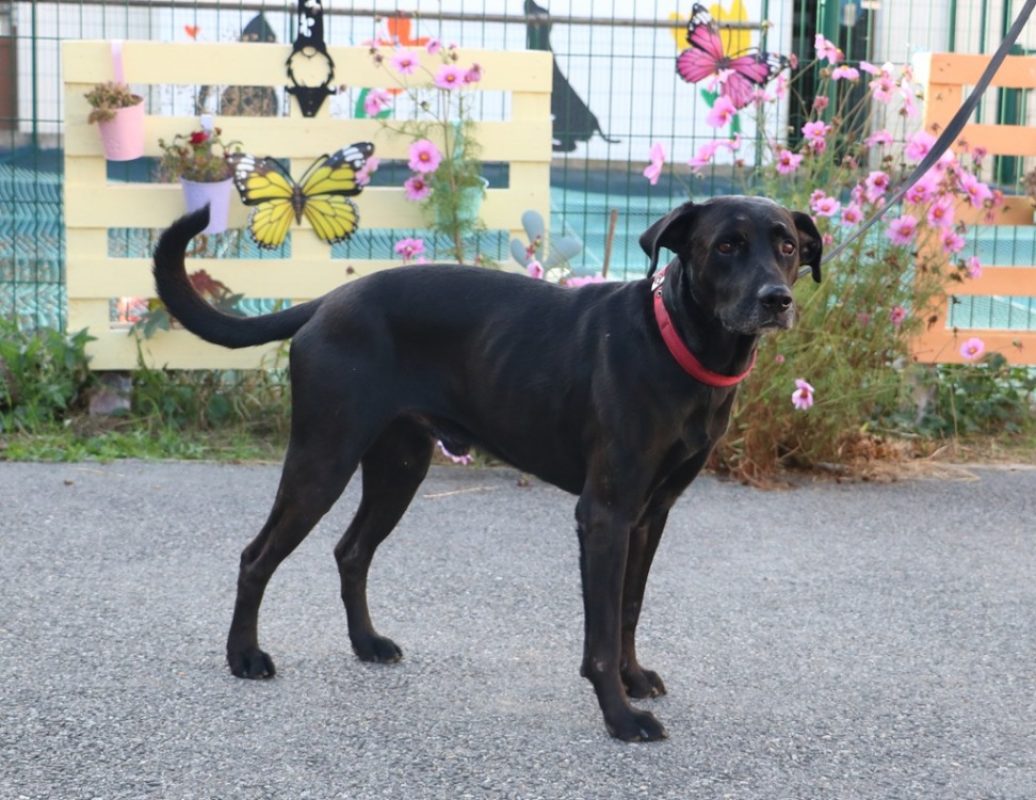 Ghost - Chien à adopter
