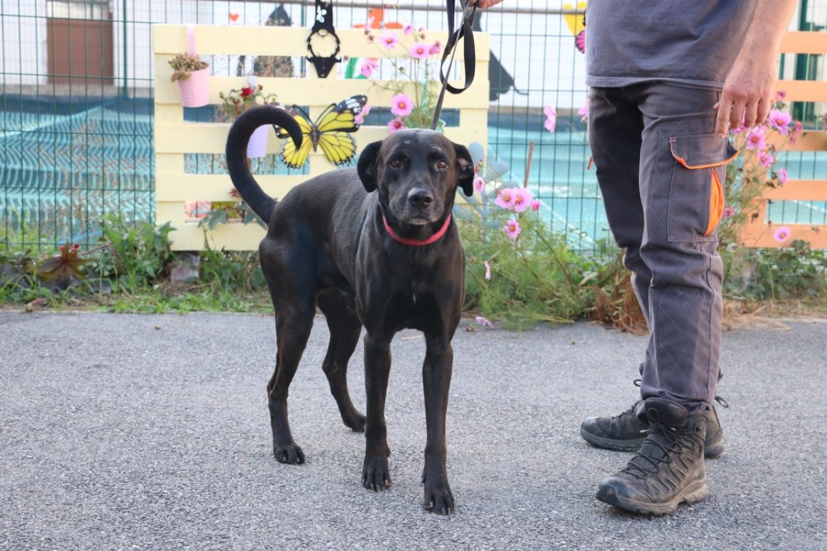 Ghost - Chien à adopter - photo 2