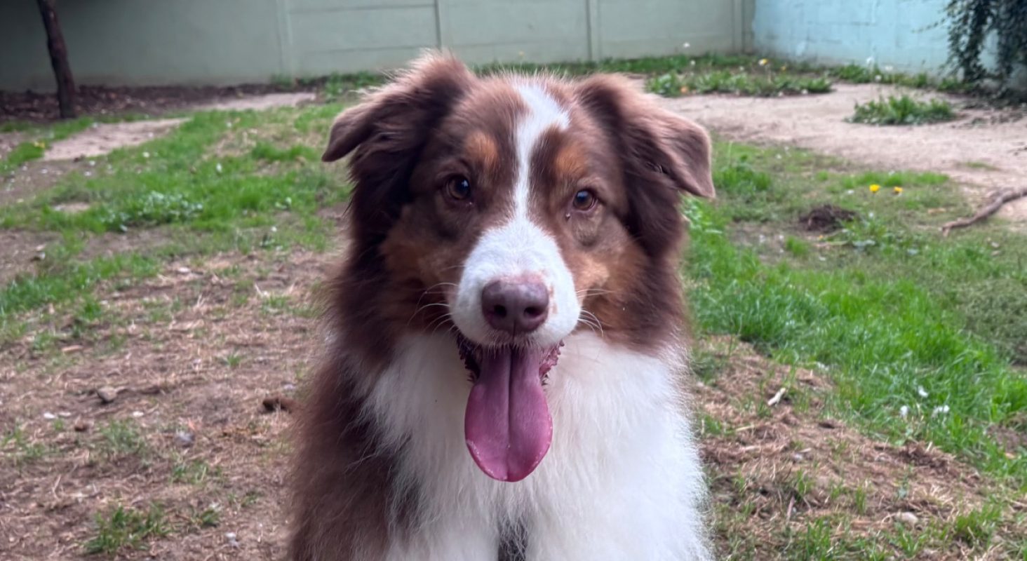 Nelson - Chien à adopter