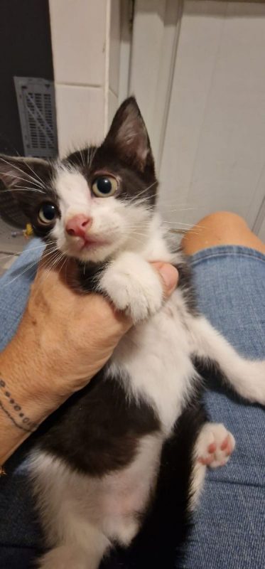 BILL - Chat Européen à adopter - photo 2