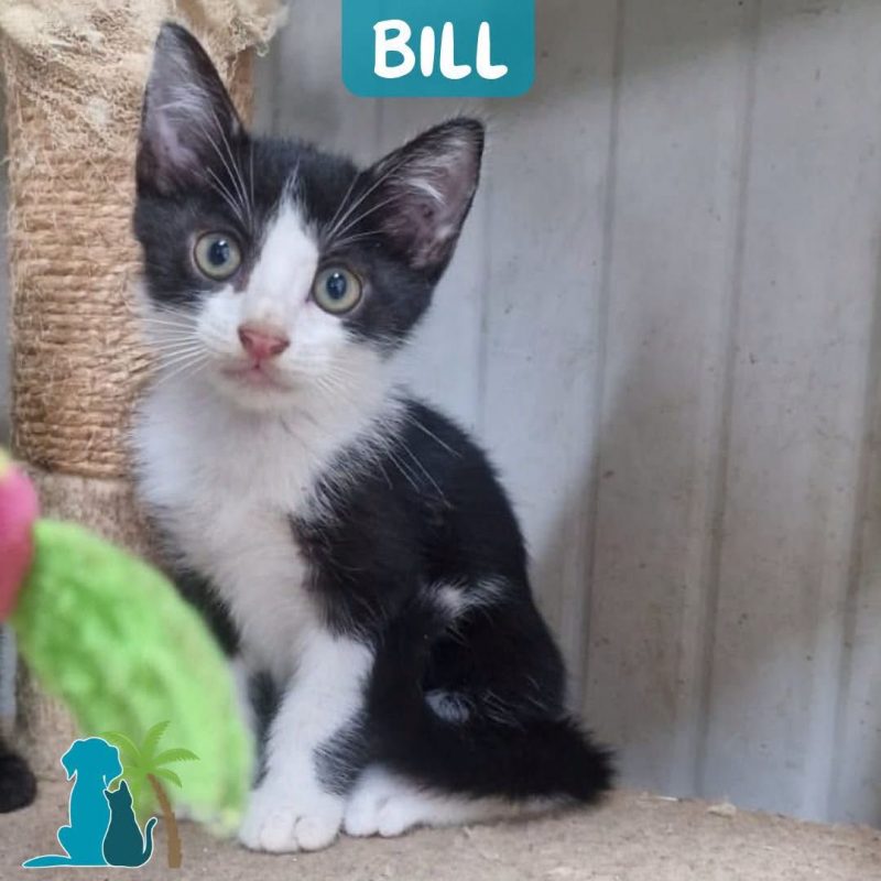 BILL - Chat Européen à adopter
