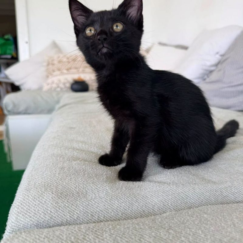 NOVA - Chat Européen à adopter - photo 2