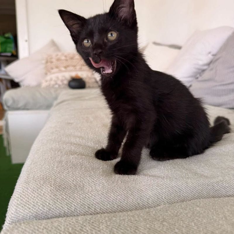NOVA - Chat Européen à adopter - photo 3