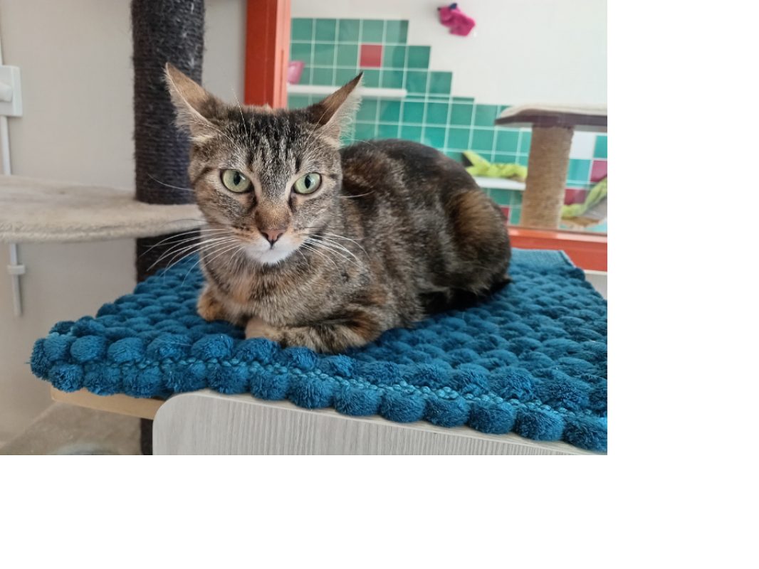 Merida - Chat Européen à adopter