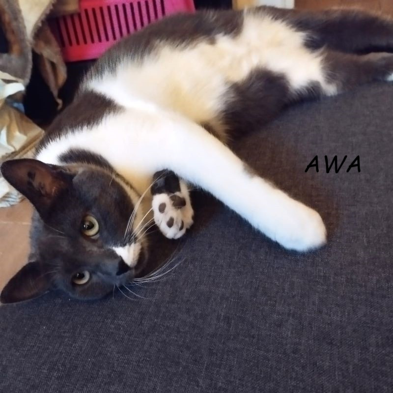Photo de Awa