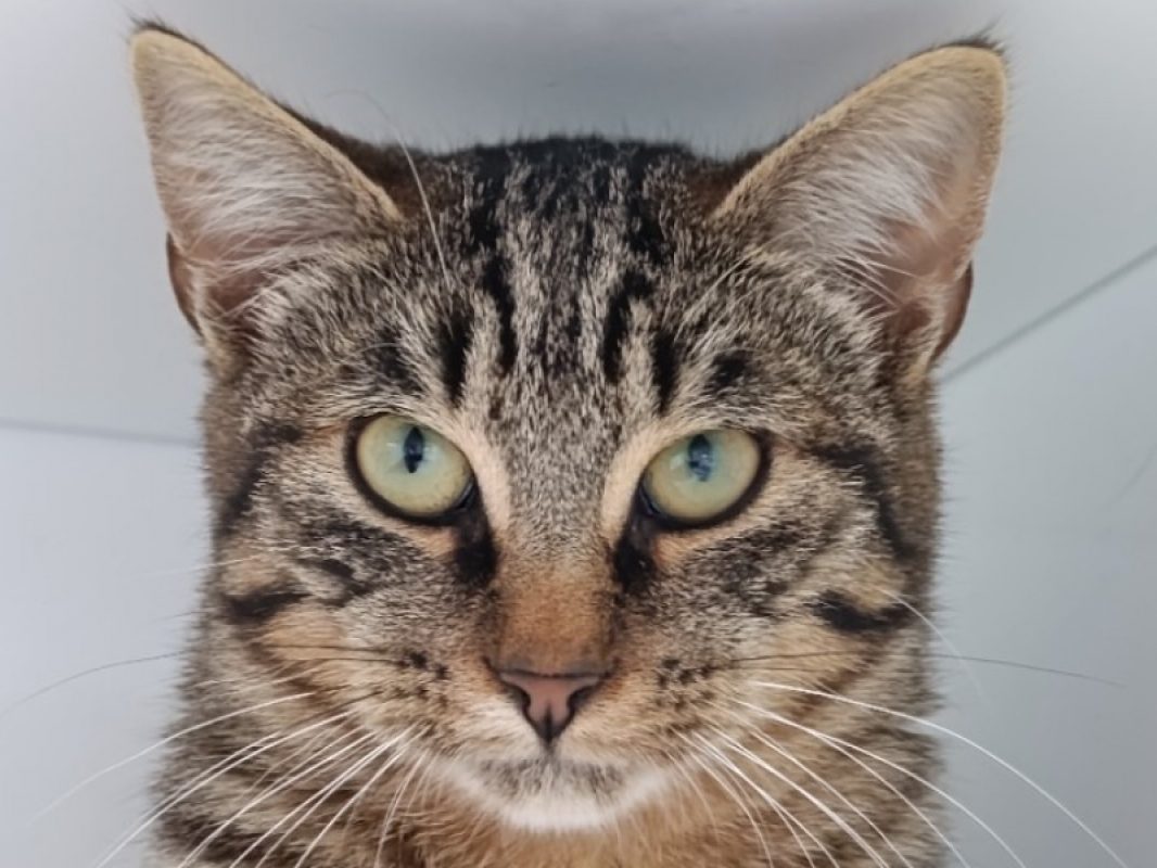 Finistère - Chat Européen à adopter
