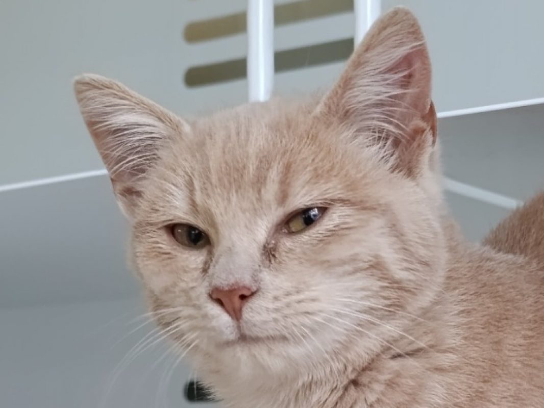 Armor - Chat Européen à adopter