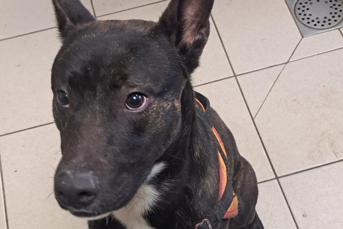 Naehu - Chien à adopter