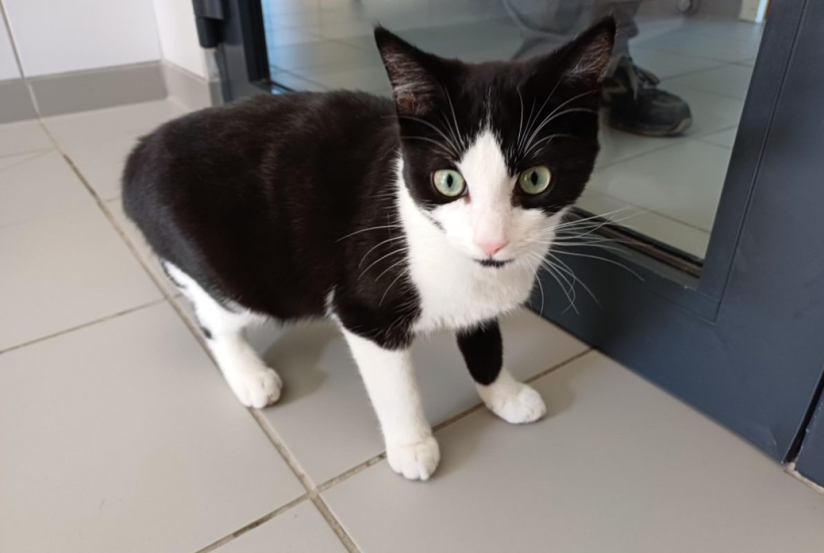 Tim - Chat Européen à adopter