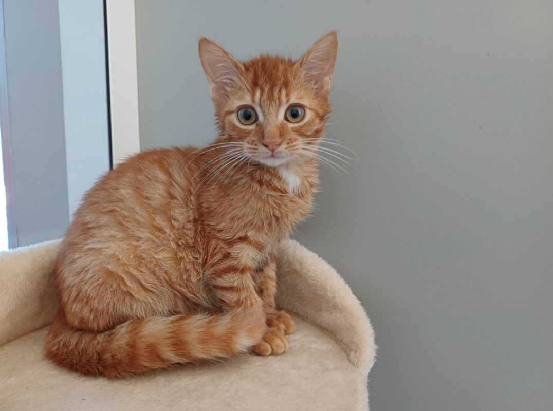 Boss - Chat Européen à adopter