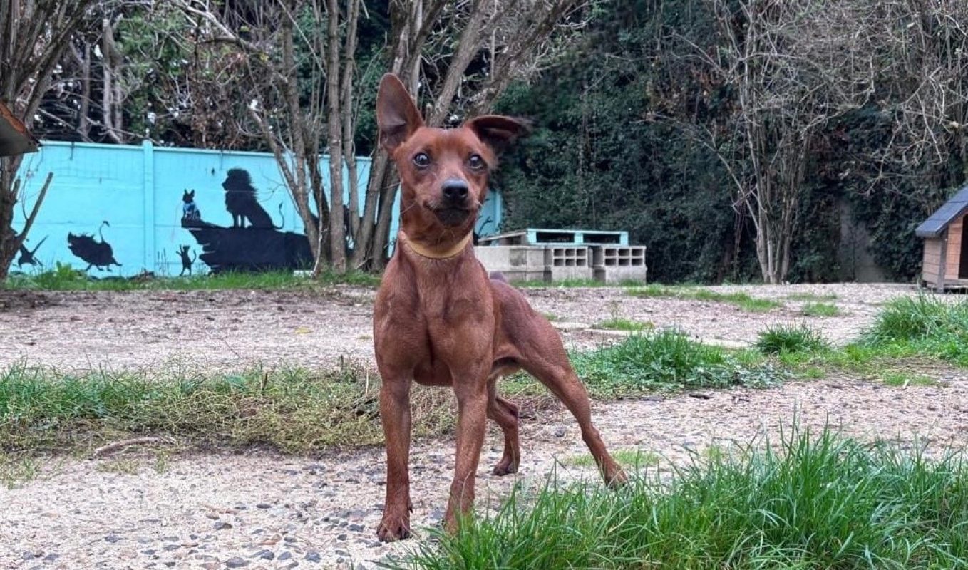 Farfadet - Chien Pinscher Nain à adopter