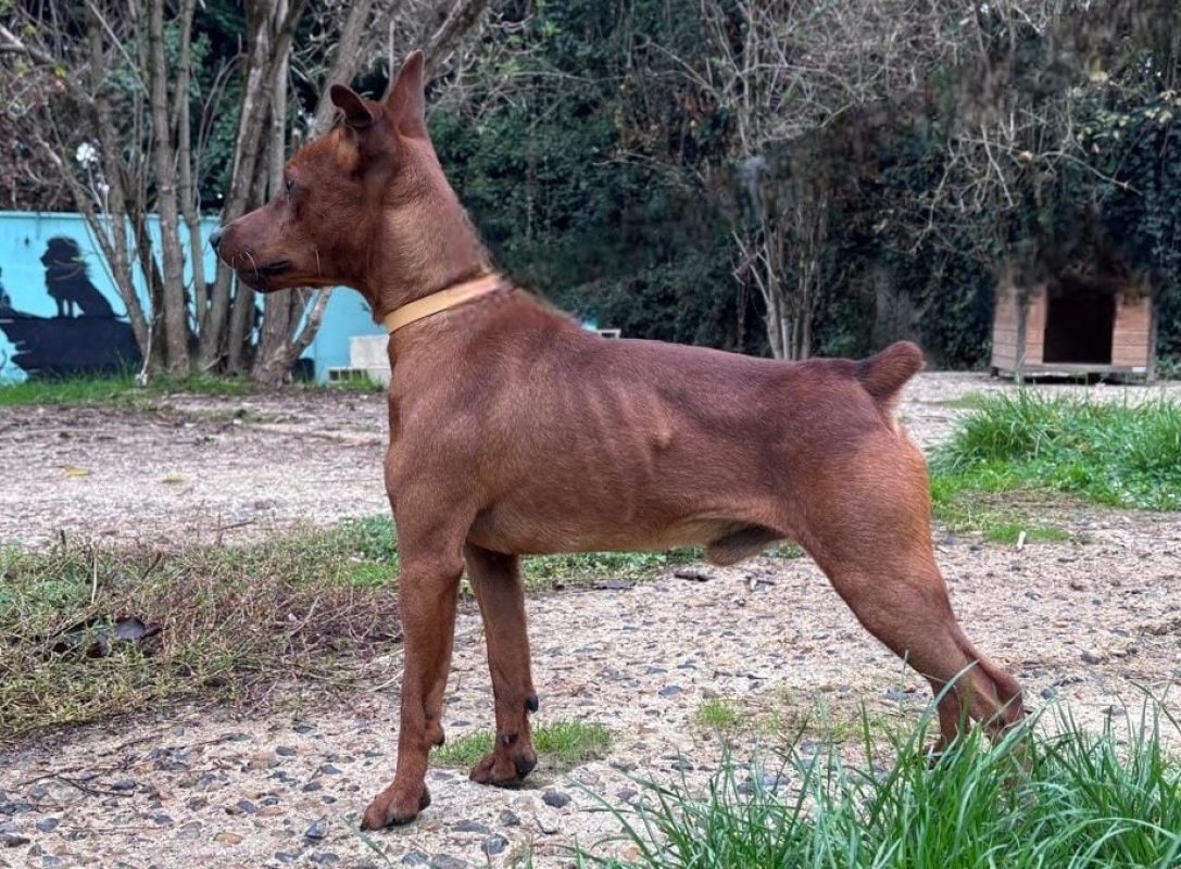 Farfadet - Chien Pinscher Nain à adopter - photo 2