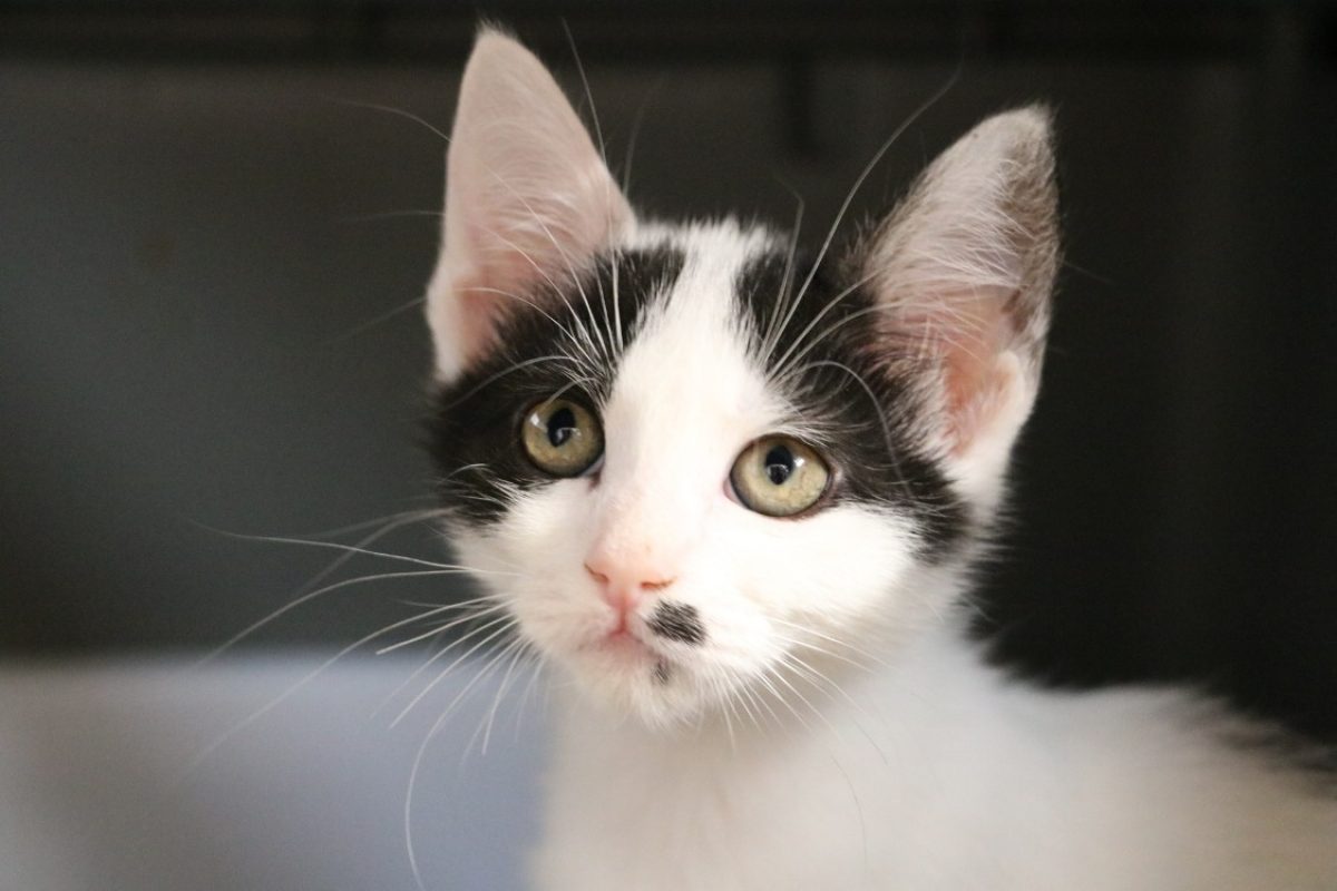 Expresso - Chat Européen à adopter
