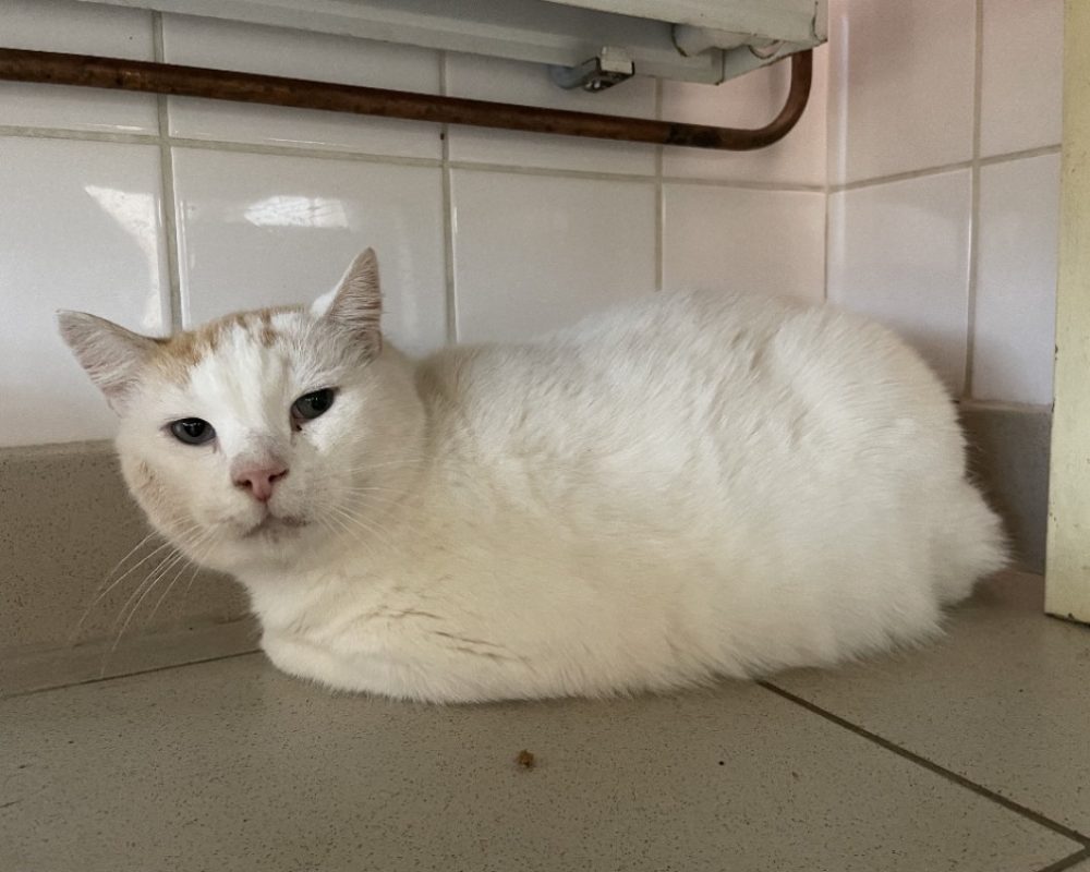 Toto - Chat Européen à adopter