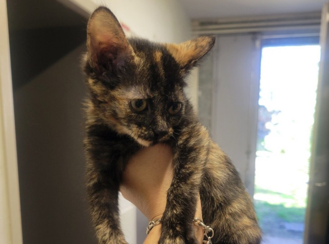 Briquounette - Chat Européen à adopter