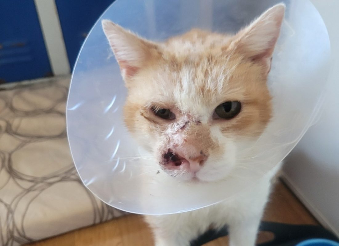 Mouton - Chat Européen à adopter