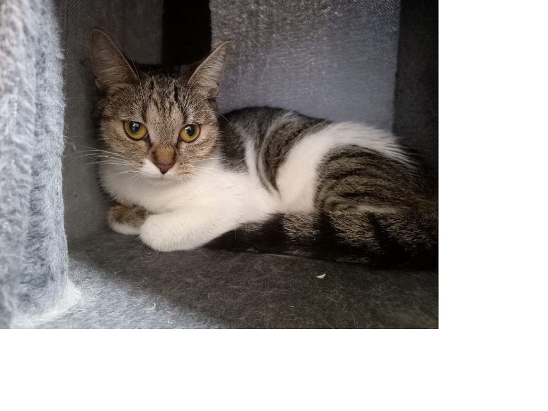 Mahale - Chat Européen à adopter