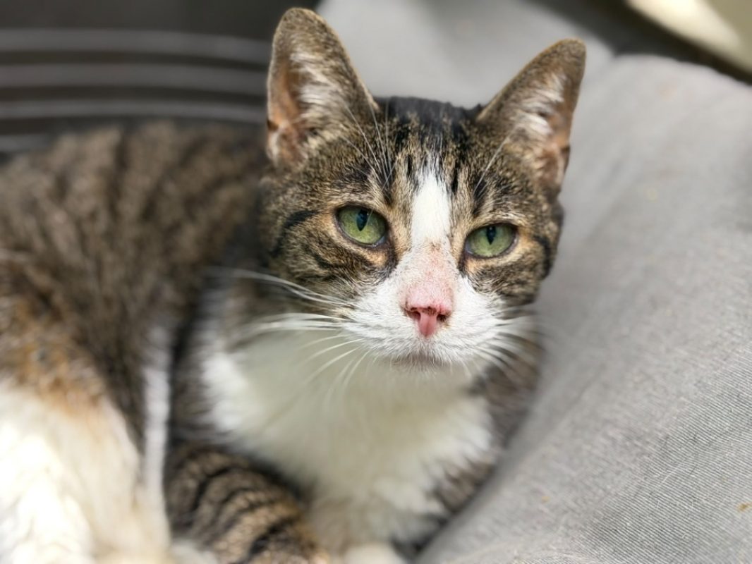 Raven - Chat Européen à adopter