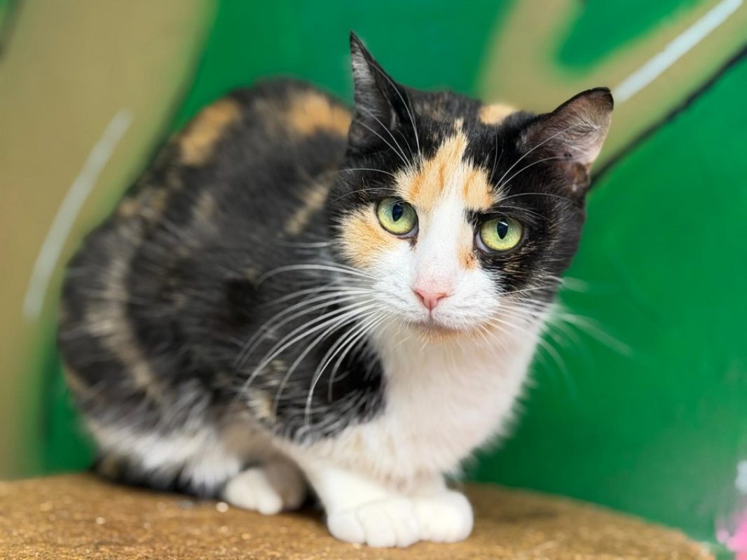 Ursula - Chat Européen à adopter