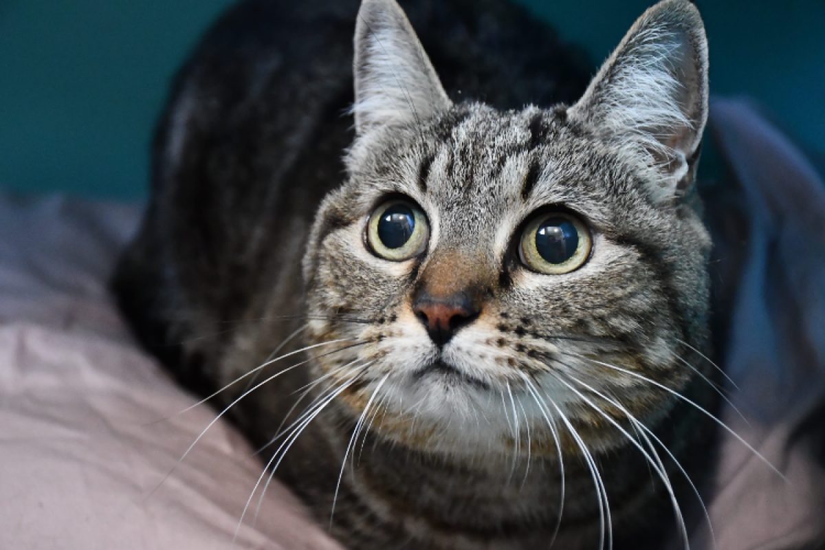 Mimie - Chat à adopter