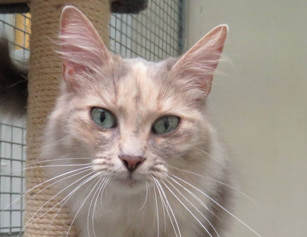 Aphrodite - Chat Européen à adopter