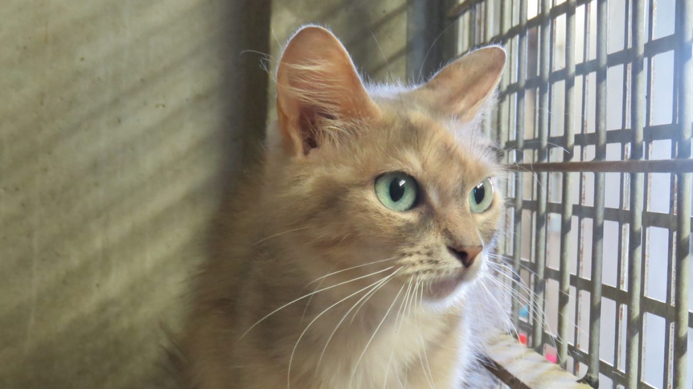 Aphrodite - Chat Européen à adopter - photo 2