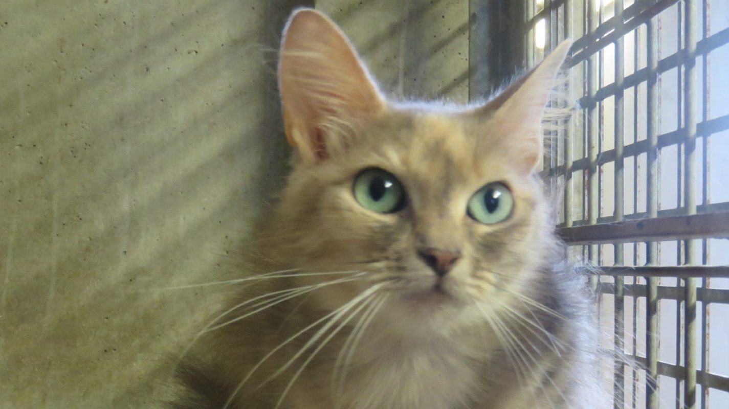 Aphrodite - Chat Européen à adopter - photo 3