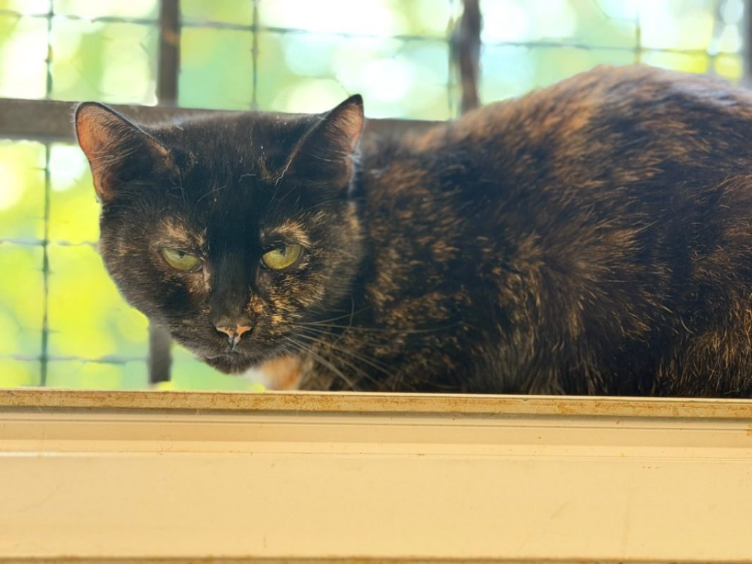 Banshee - Chat Européen à adopter