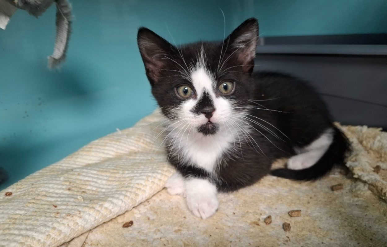 Oreo - Chat Européen à adopter