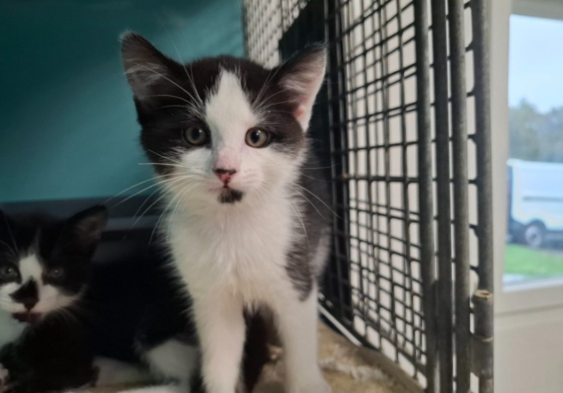 Kiwi - Chat Européen à adopter