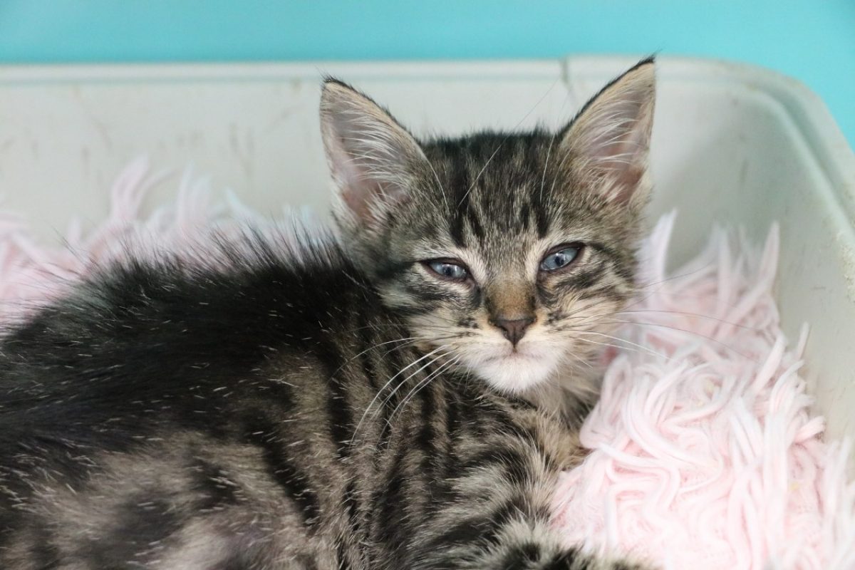 Tiramisu - Chat Européen à adopter