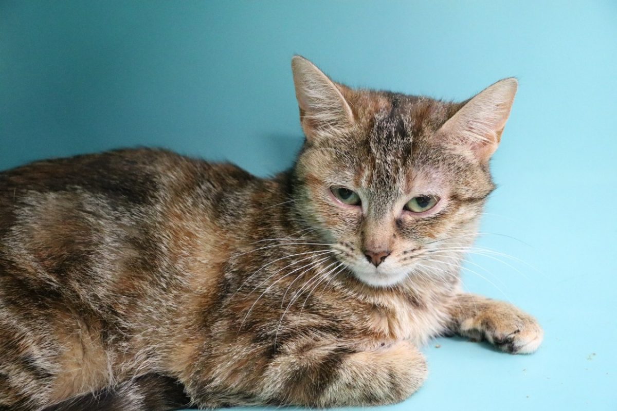 Charlotte - Chat Européen à adopter