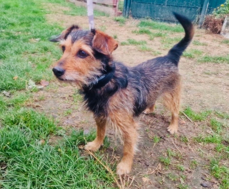 Lucky - Chien à adopter