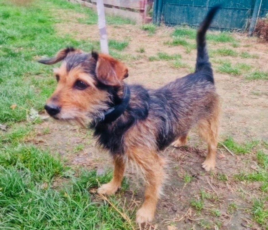 Lucky - Chien à adopter - photo 2