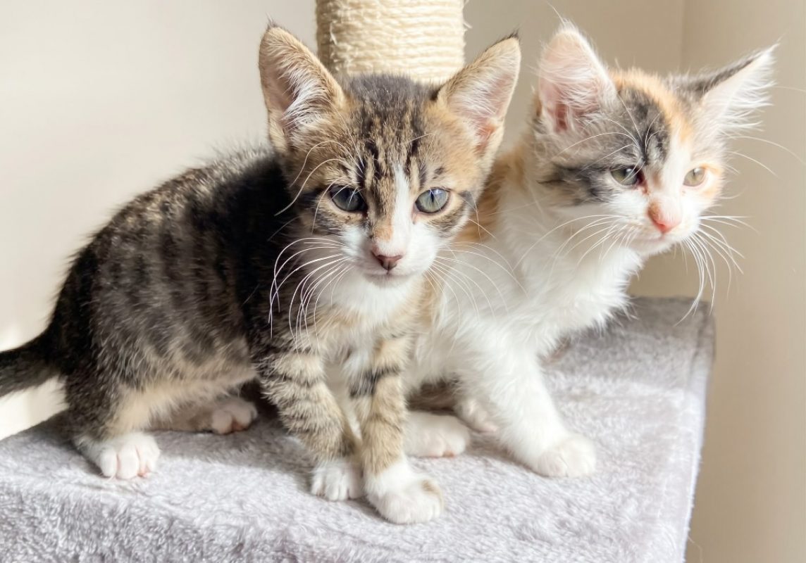 Rose - Chat Européen à adopter