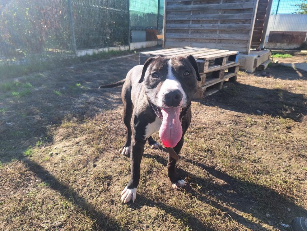 Brandon - Chien à adopter