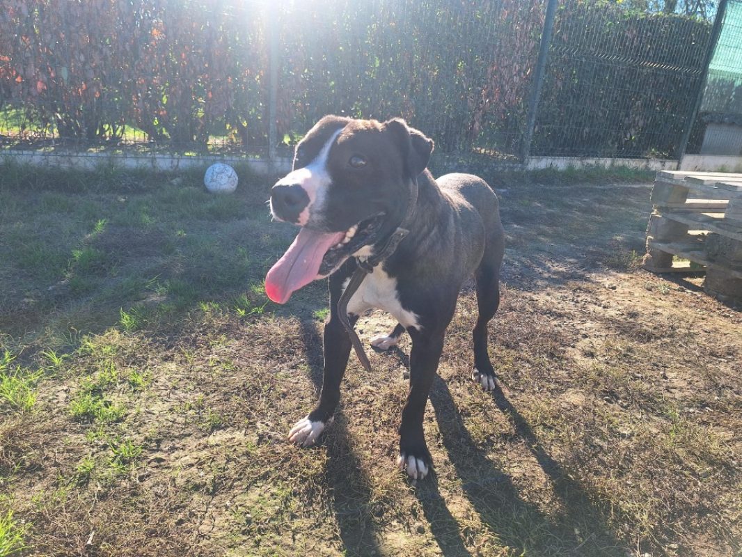 Brandon - Chien à adopter - photo 2