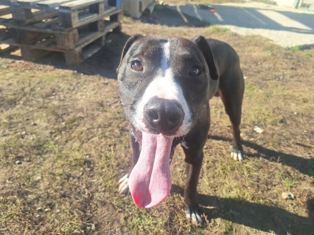 Brandon - Chien à adopter - photo 3