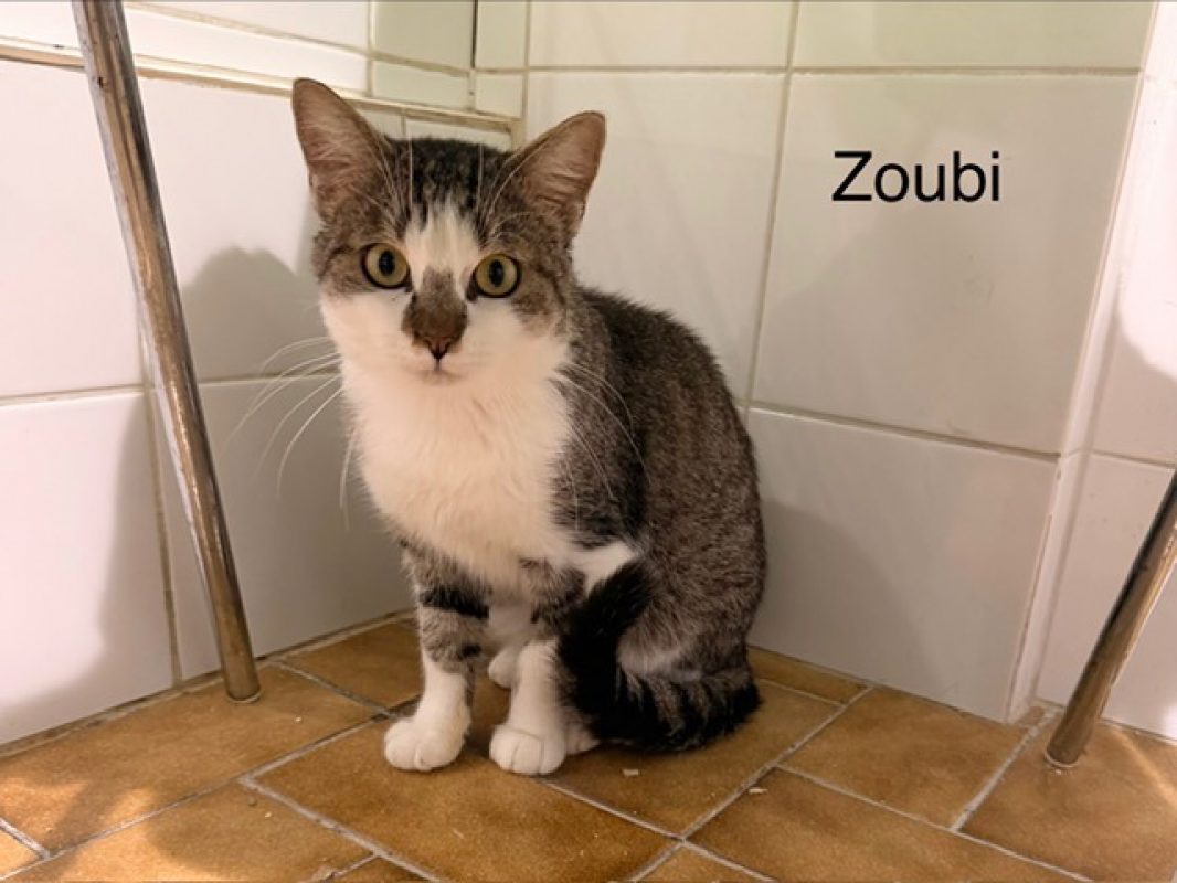 Zoubi - Chat Européen à adopter