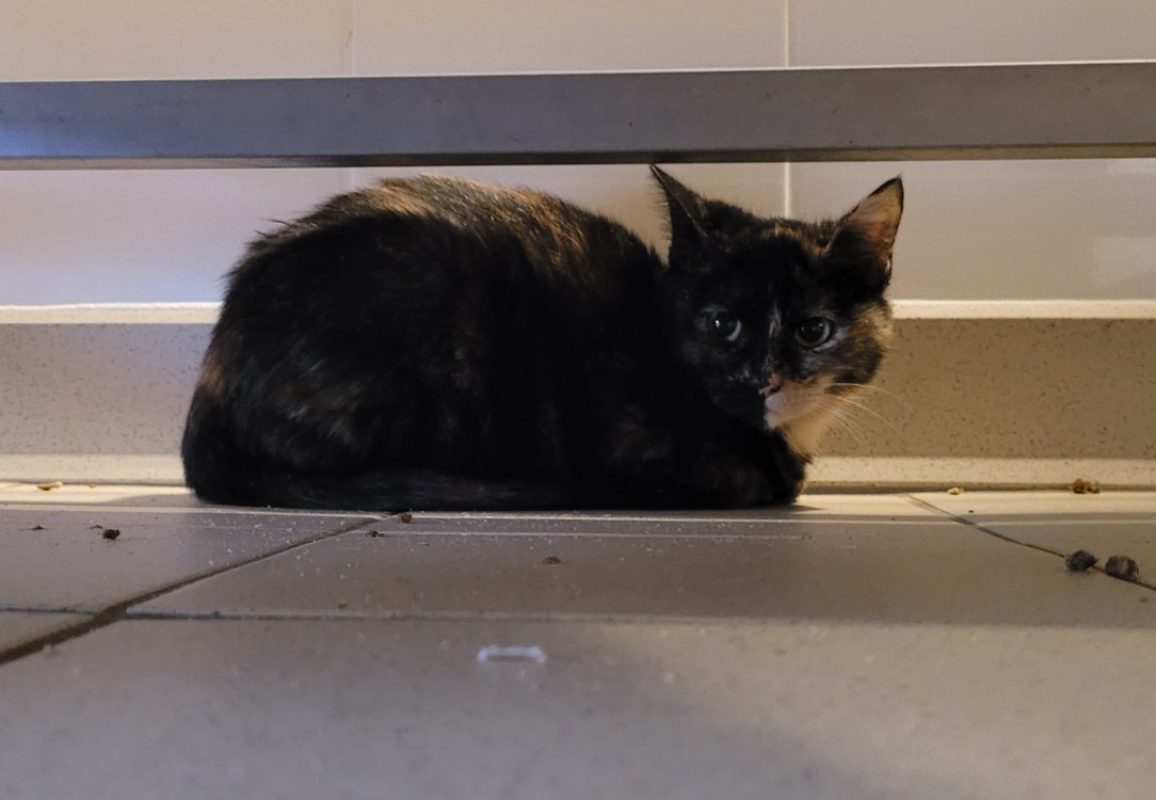 Hinata - Chat Européen à adopter