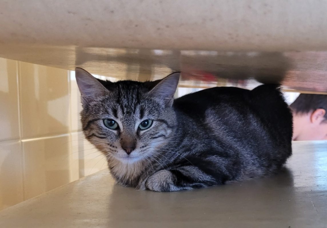 Himawari - Chat Européen à adopter
