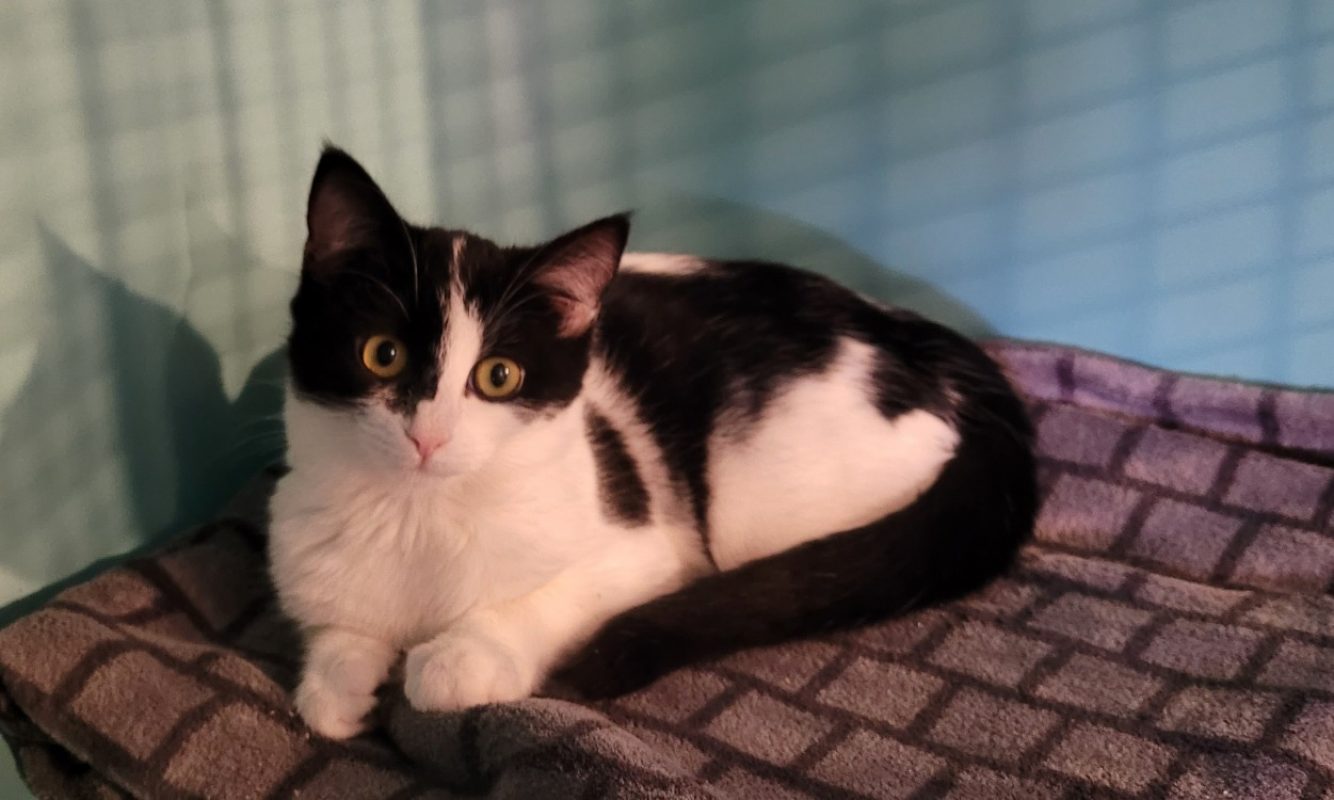 Zephyra - Chat Européen à adopter