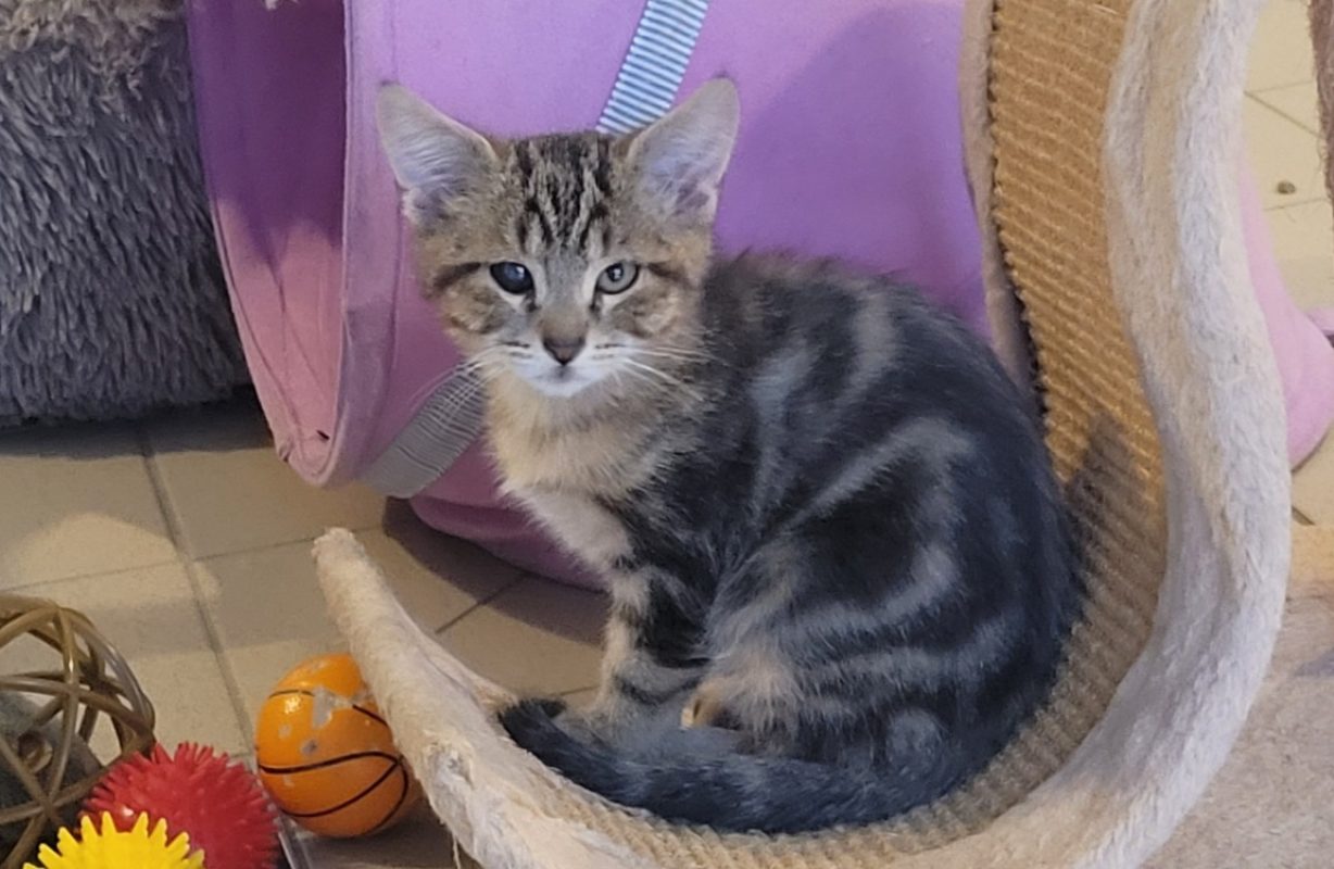 Haku - Chat Européen à adopter