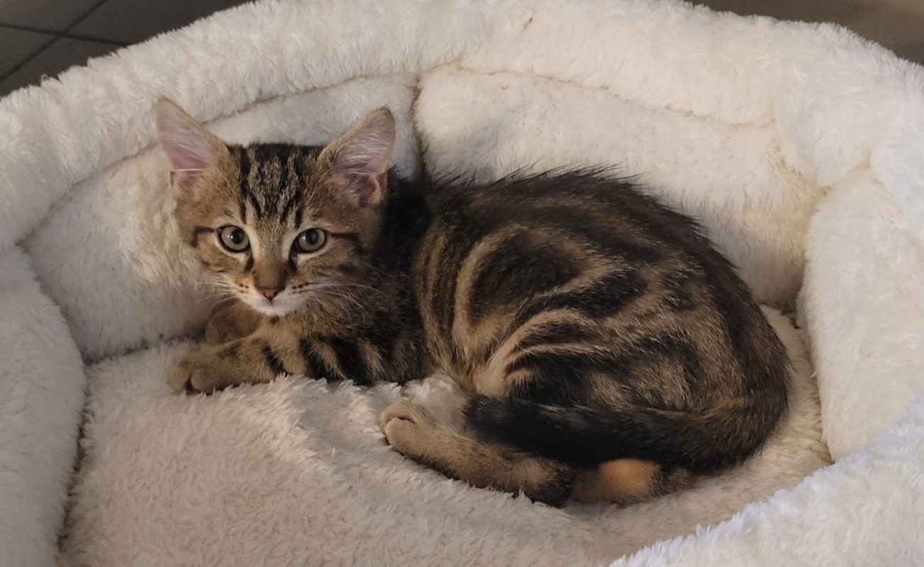 Hamlet - Chat Européen à adopter